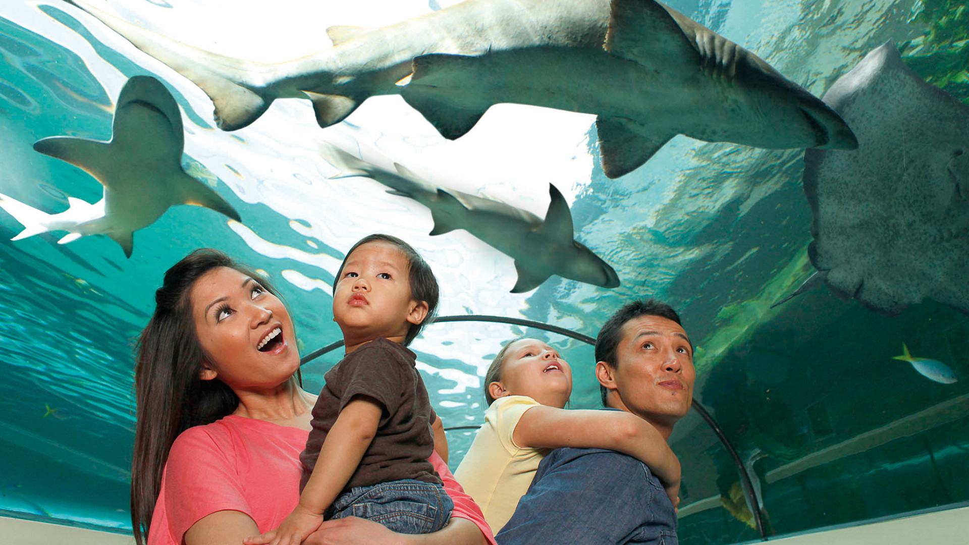 Sharks at Sea Life Orlando